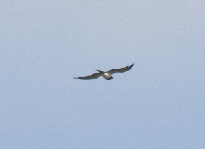Black-chested Snake-Eagle - ML637734166