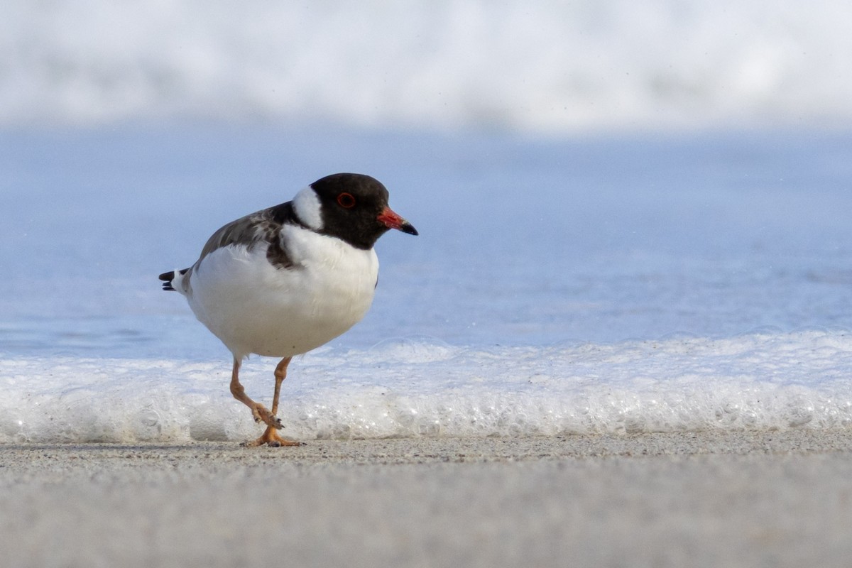 Hooded Plover - ML637734180