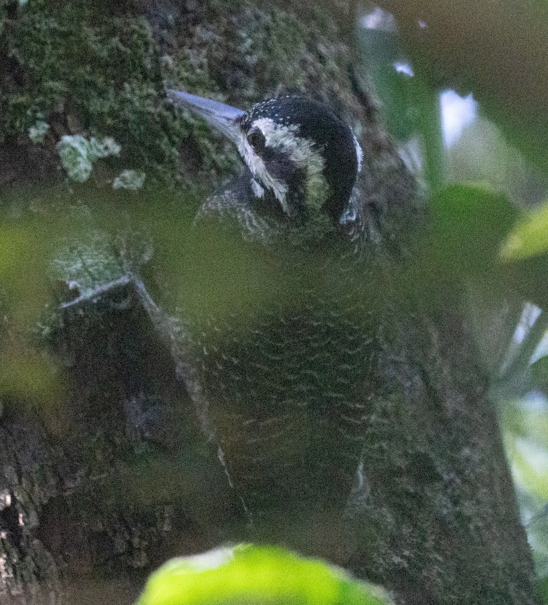 Nubian Woodpecker - ML637734321