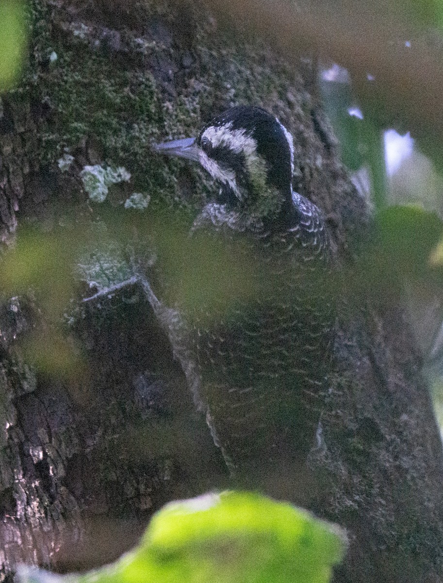 Nubian Woodpecker - ML637734323
