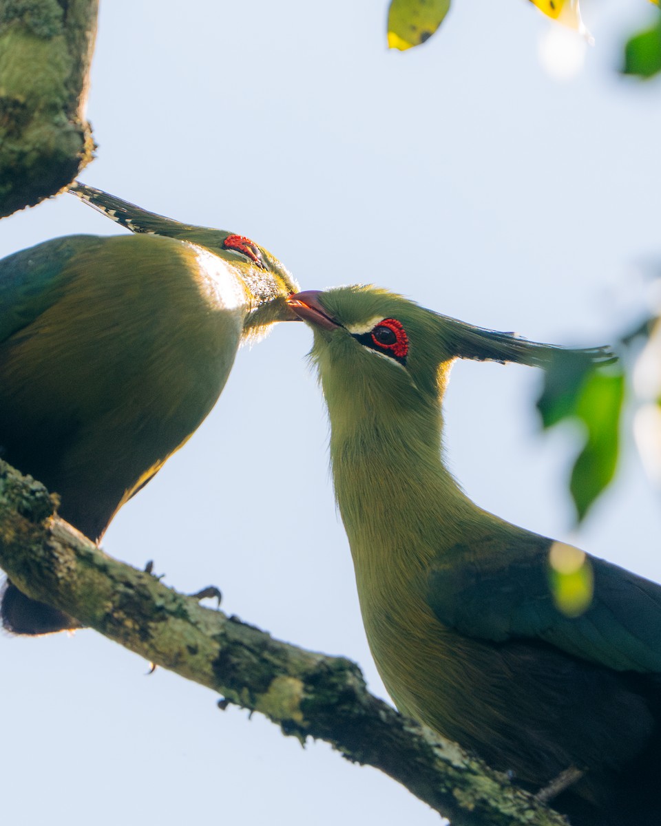 Schalow's Turaco - ML637734324