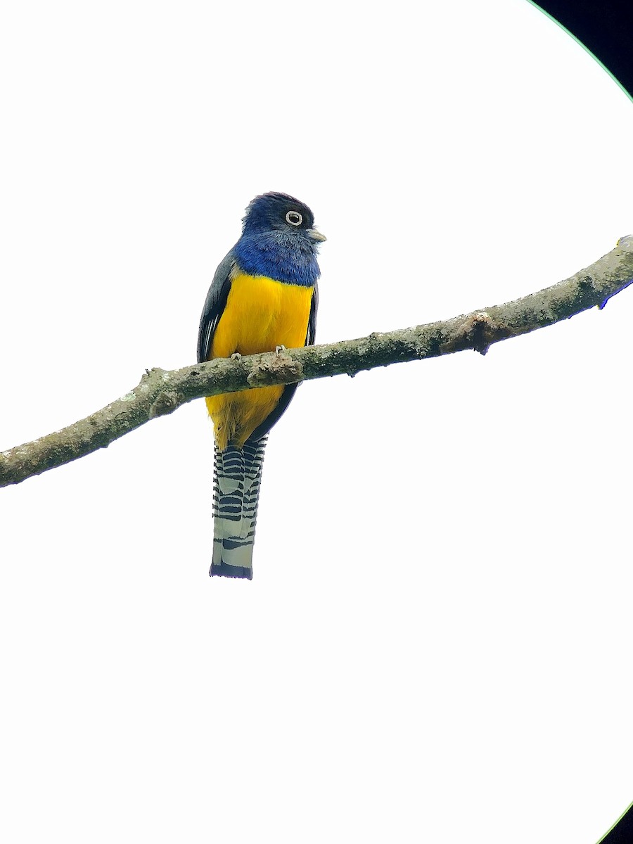 Gartered Violaceous Trogon - ML637734349