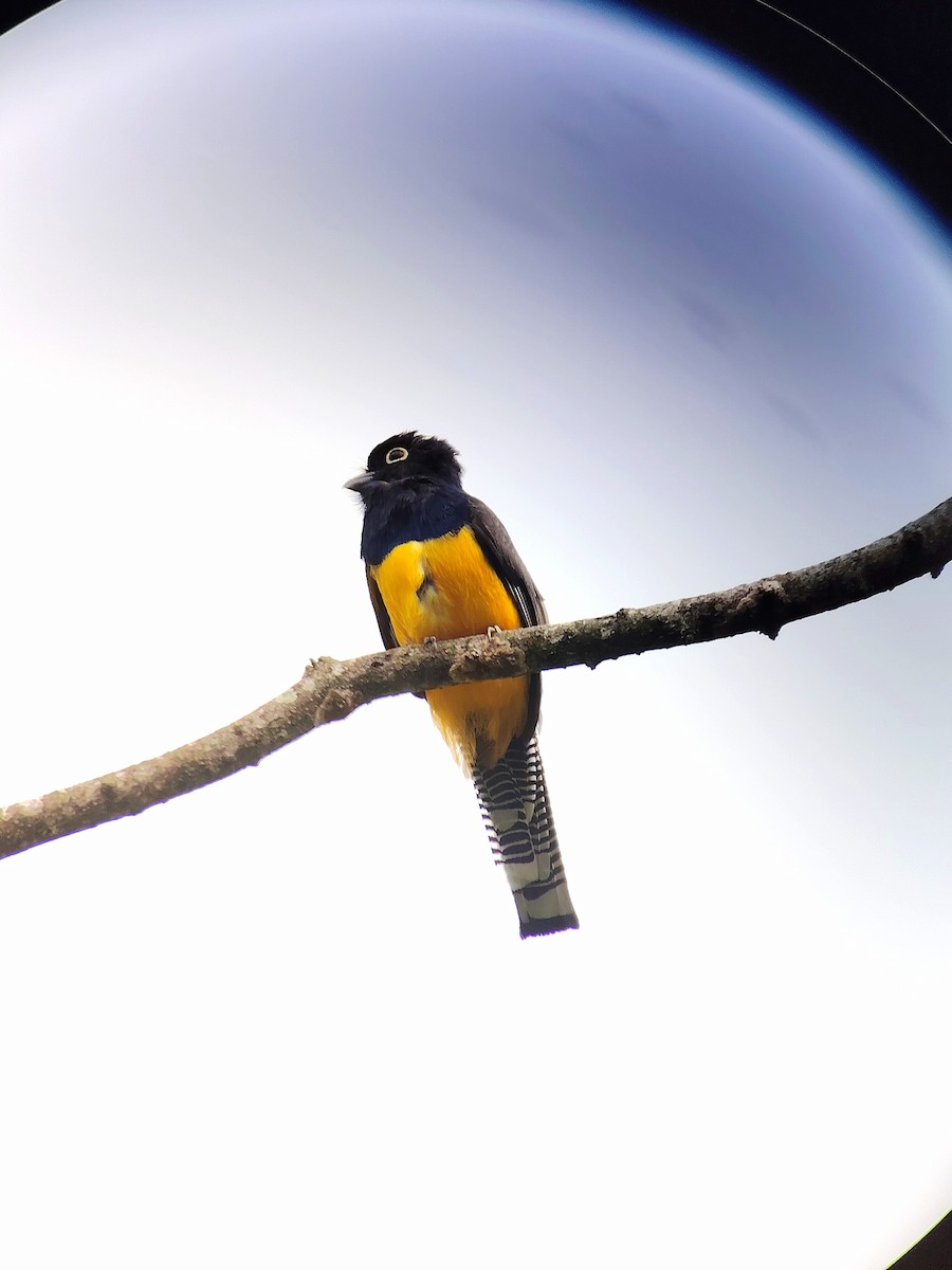 Gartered Violaceous Trogon - ML637734351