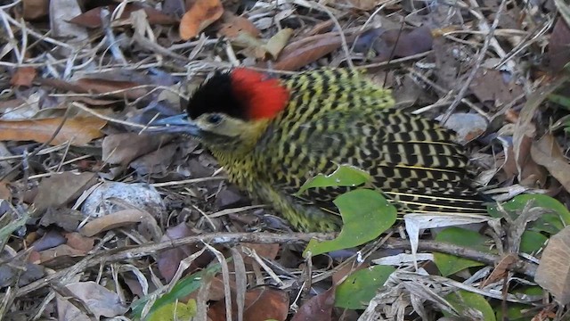 Green-barred Woodpecker - ML637734410