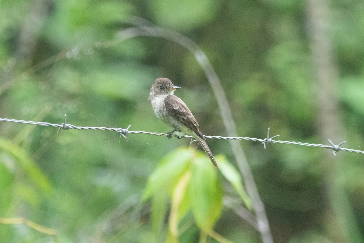 Northern Tropical Pewee - ML637734459