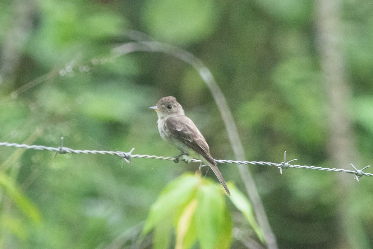 Northern Tropical Pewee - ML637734460