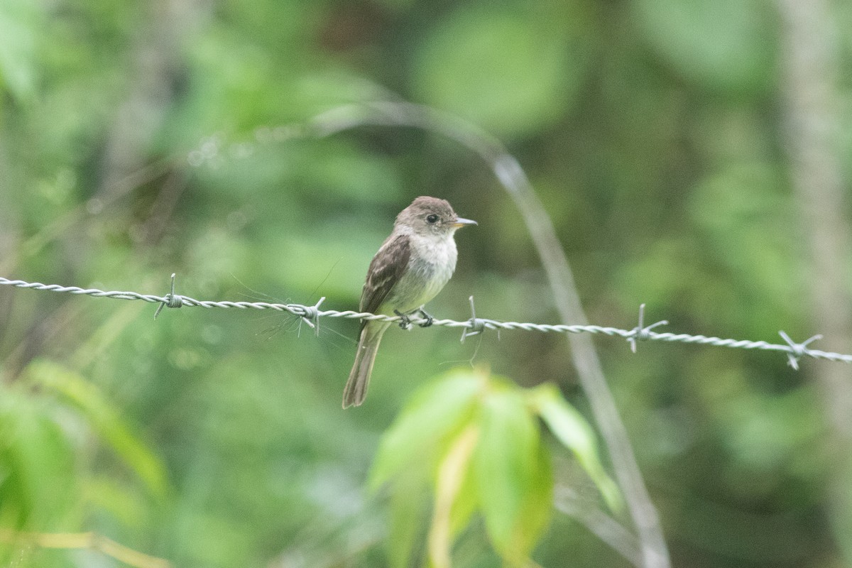 Northern Tropical Pewee - ML637734461