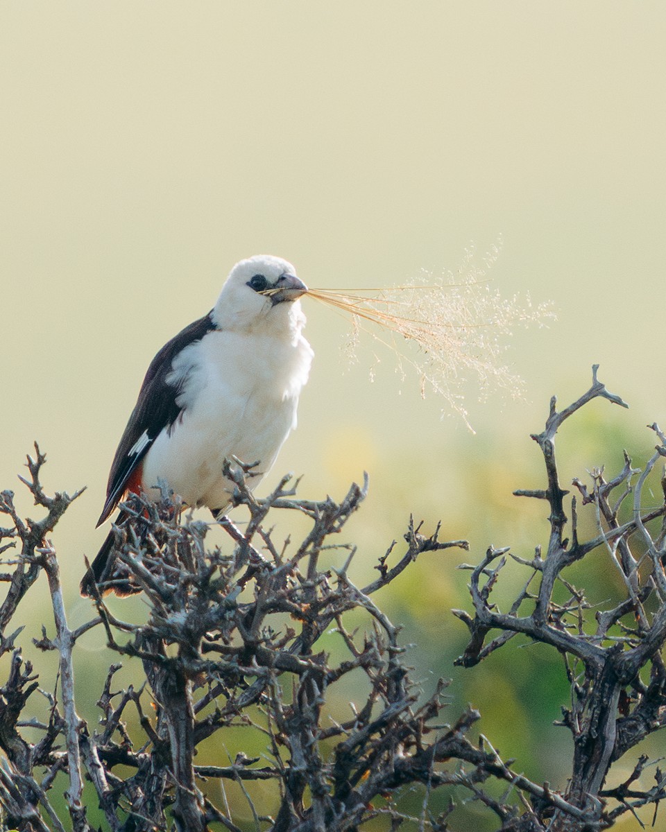 White-headed Buffalo-Weaver - ML637734481