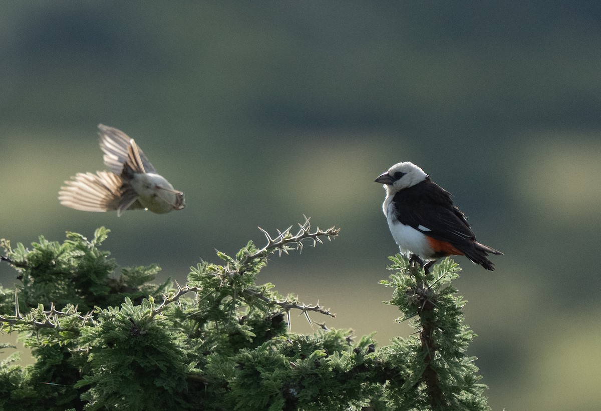White-headed Buffalo-Weaver - ML637734483