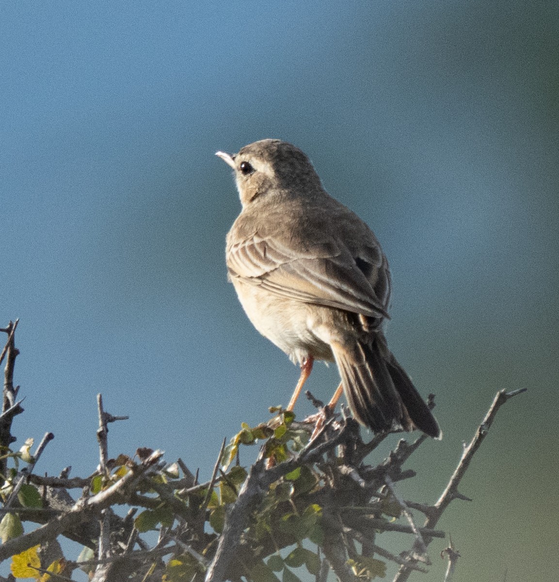 Plain-backed Pipit - ML637734485