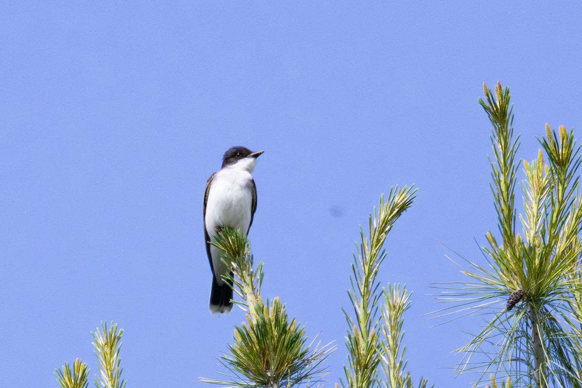 Eastern Kingbird - ML637734513