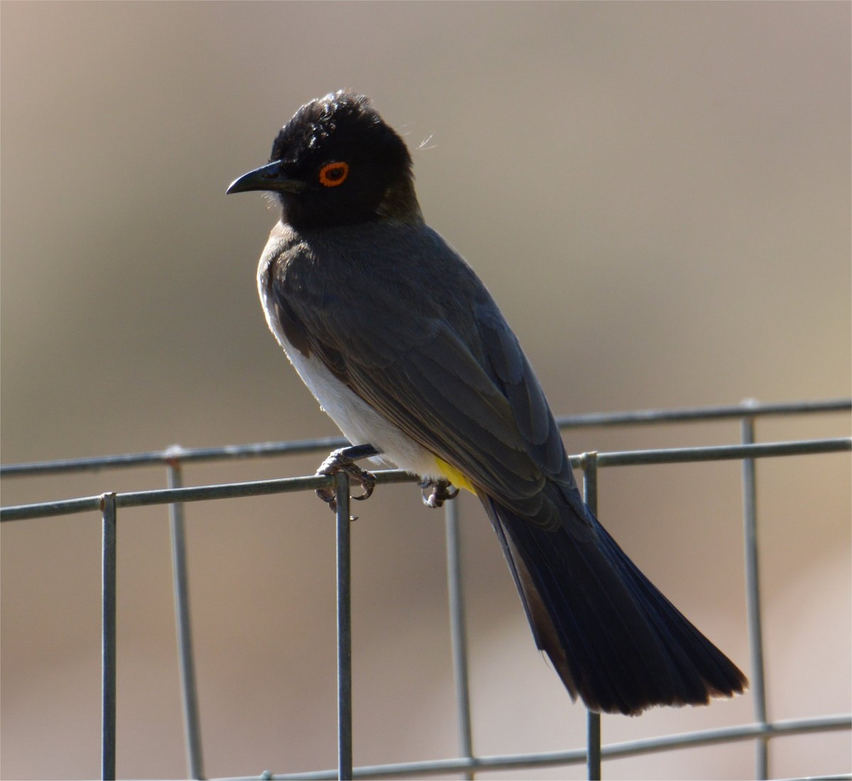 Black-fronted Bulbul - ML637734531