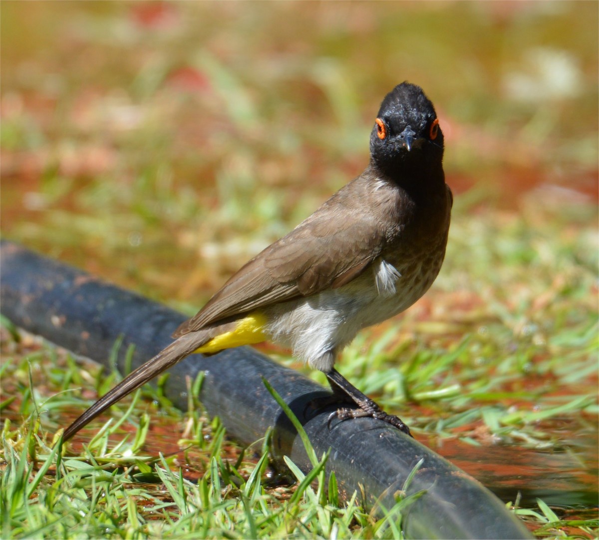 Black-fronted Bulbul - ML637734534