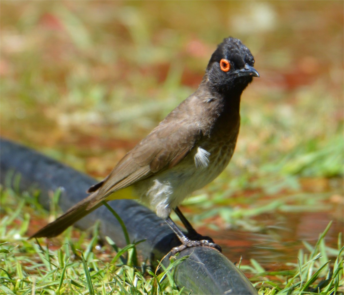 Black-fronted Bulbul - ML637734540