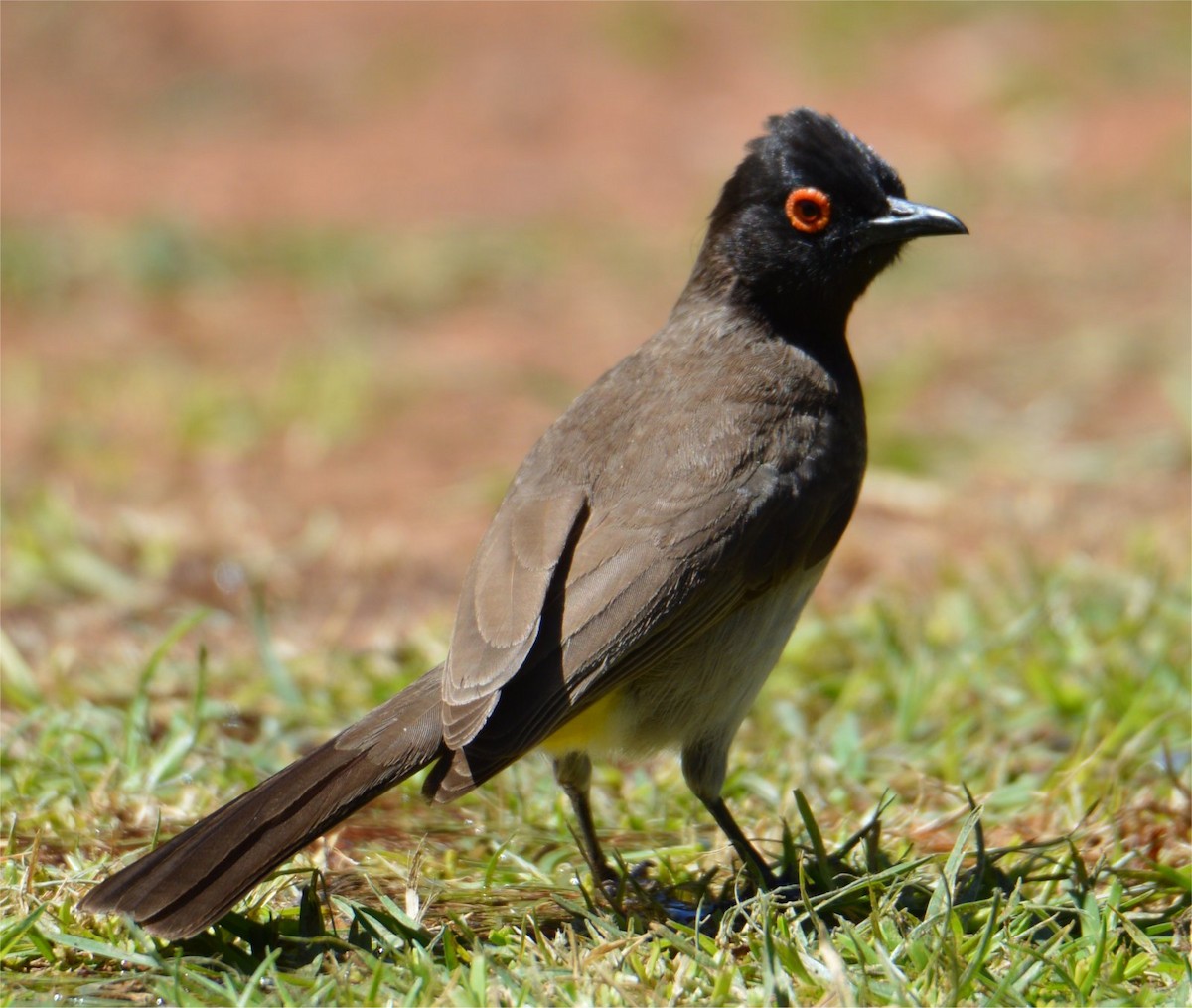 Black-fronted Bulbul - ML637734544