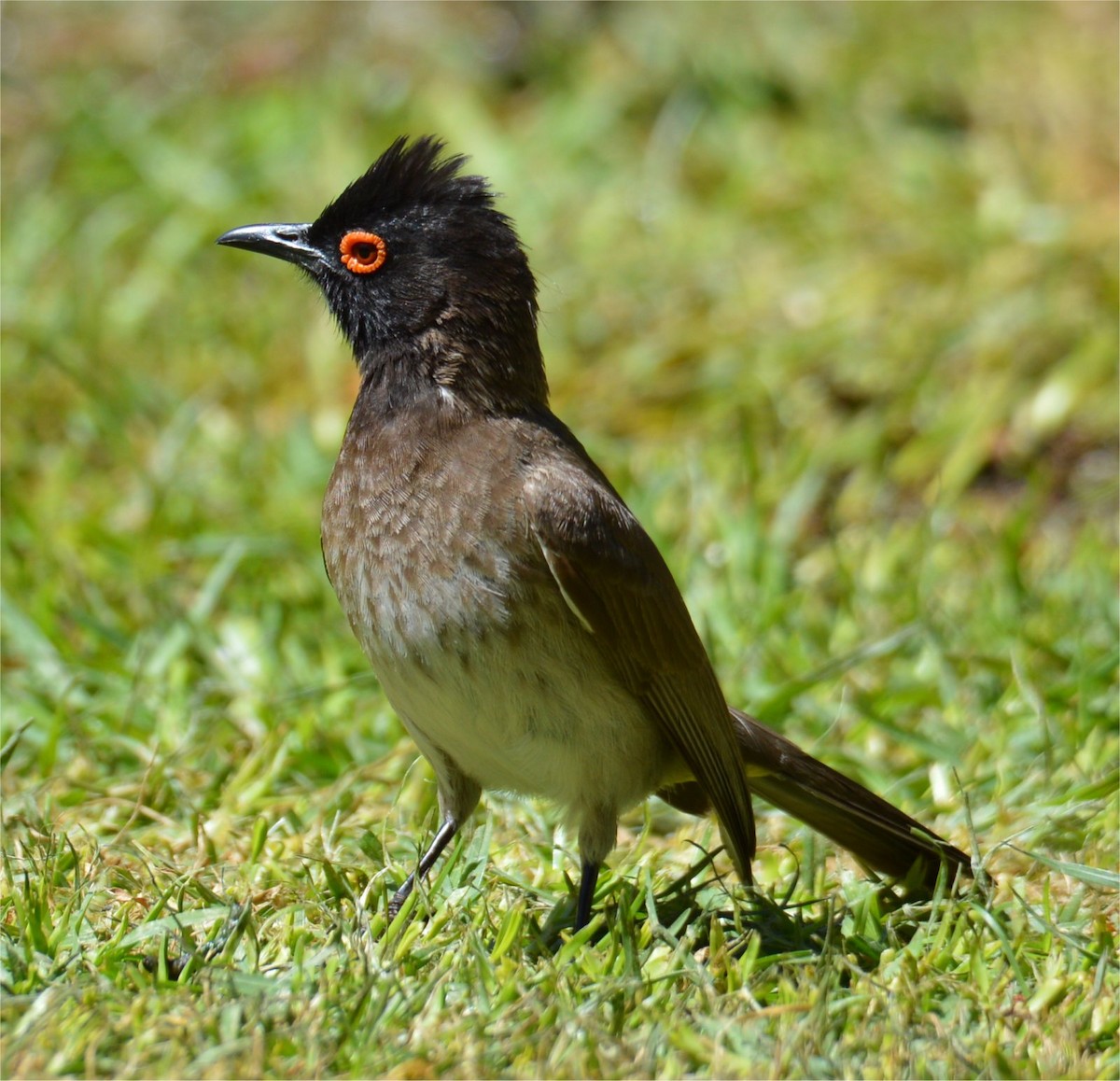 Black-fronted Bulbul - ML637734561