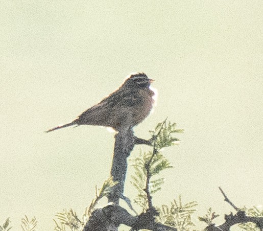 Cinnamon-breasted Bunting - ML637734563