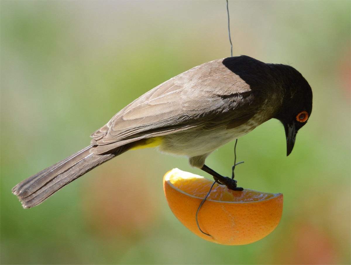 Black-fronted Bulbul - ML637734566