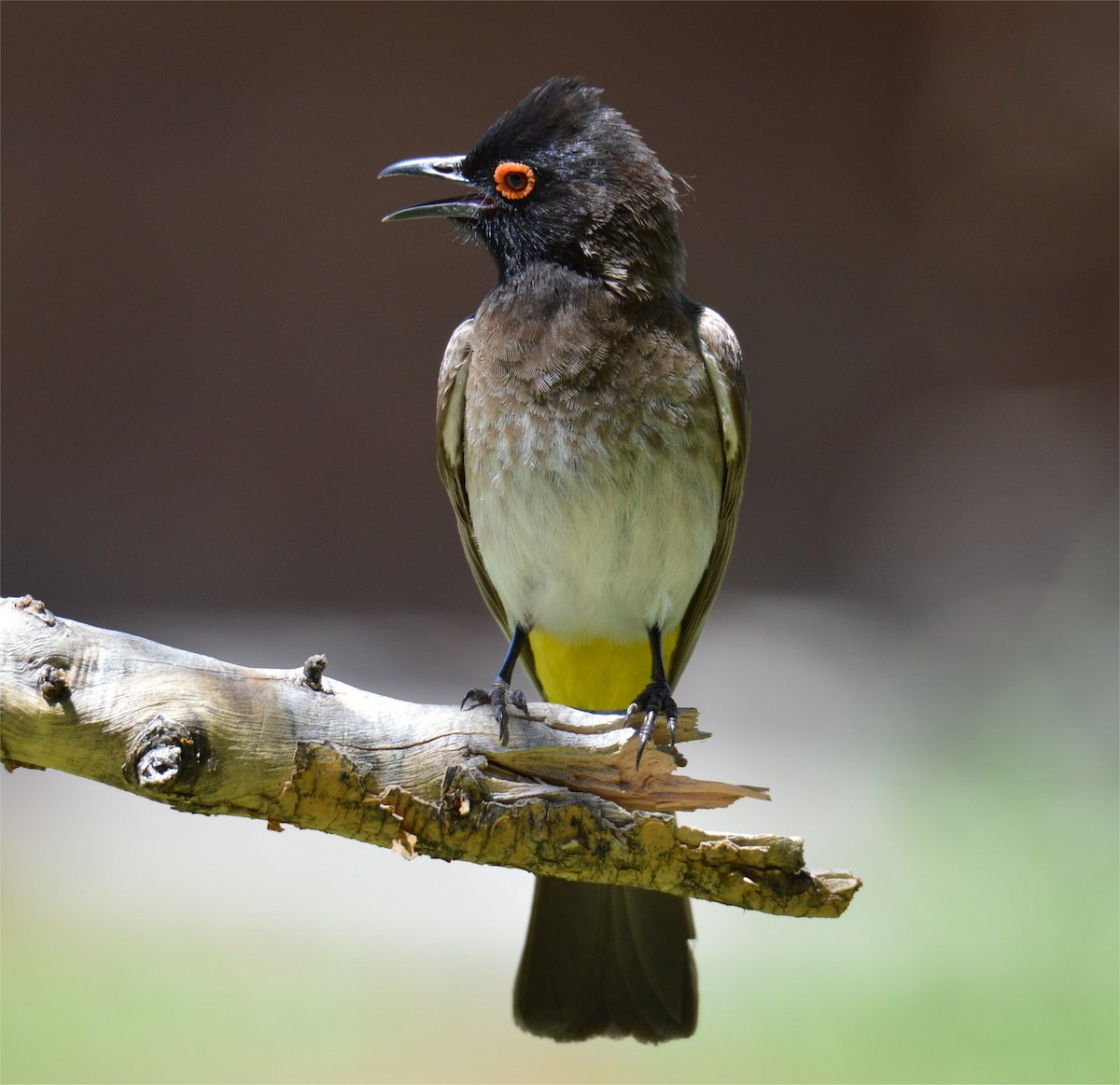 Black-fronted Bulbul - ML637734580