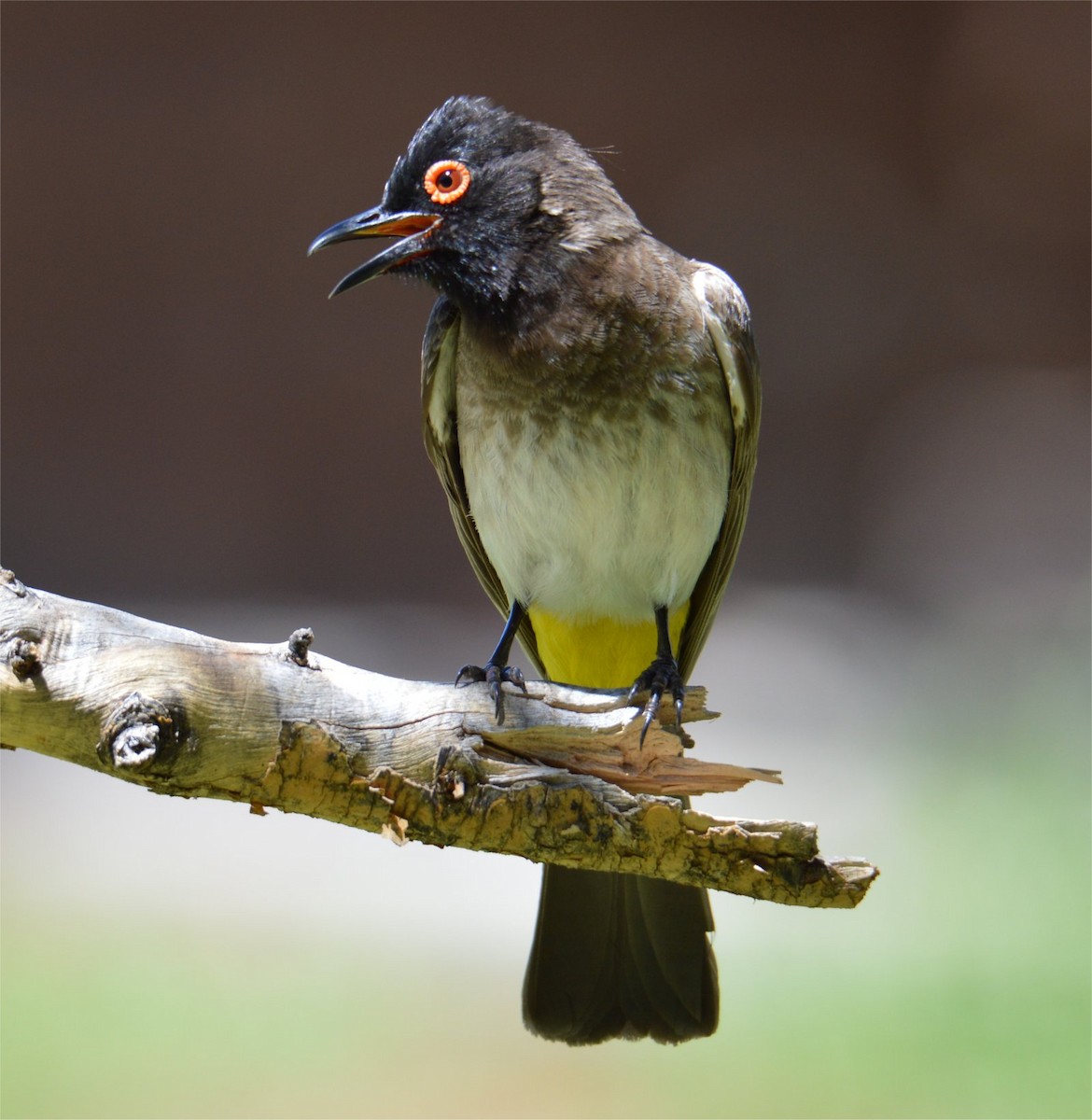 Black-fronted Bulbul - ML637734583