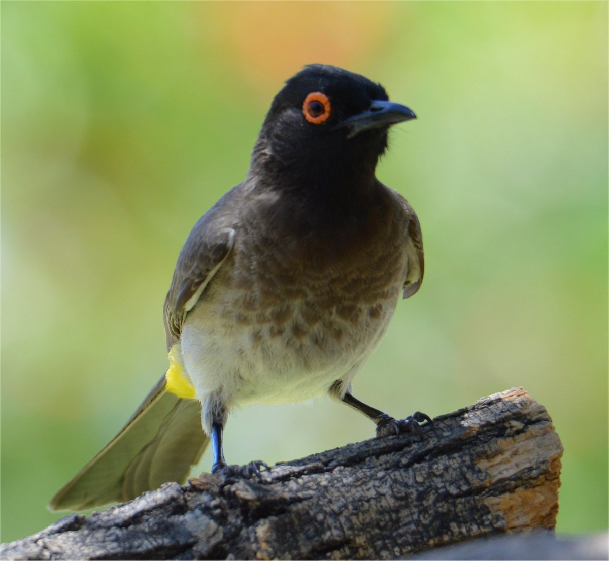 Black-fronted Bulbul - ML637734595