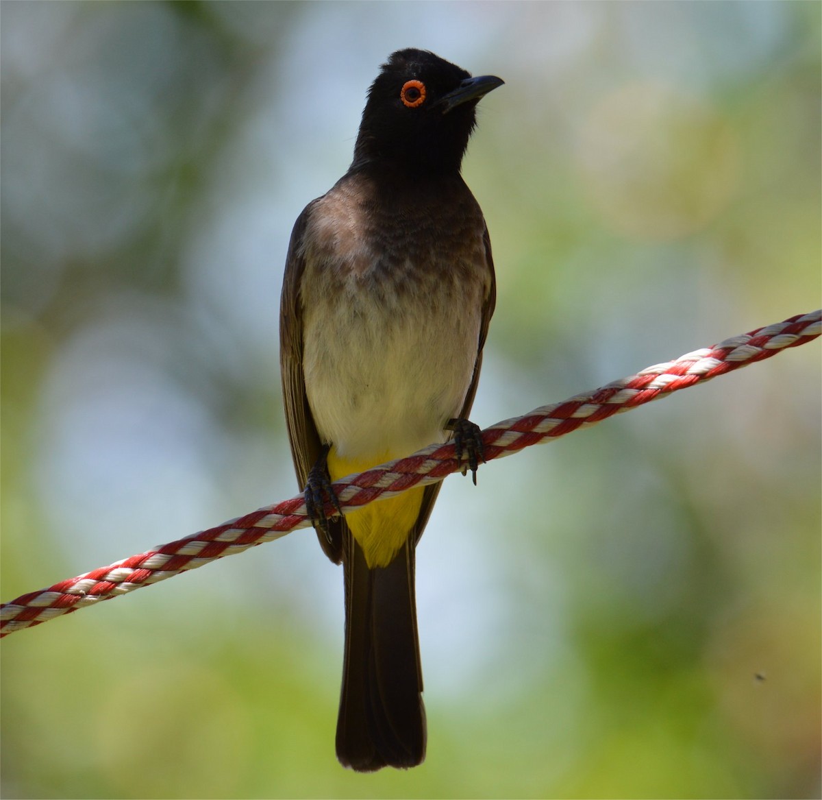 Black-fronted Bulbul - ML637734617
