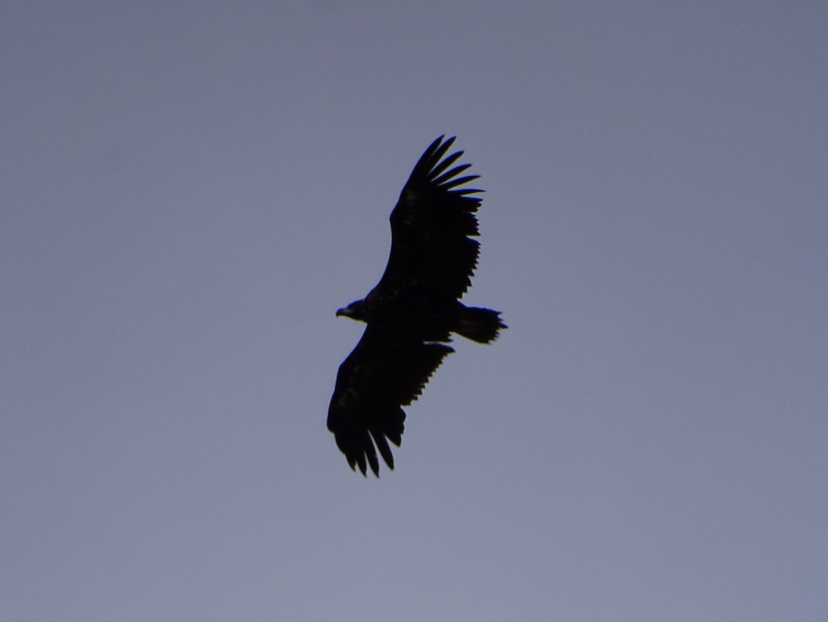 Cinereous Vulture - ML637734619