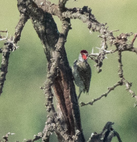 Nubian Woodpecker - ML637734621