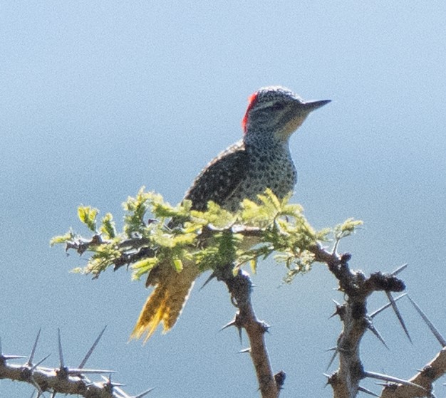 Nubian Woodpecker - ML637734629