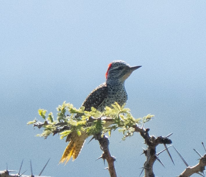 Nubian Woodpecker - ML637734630