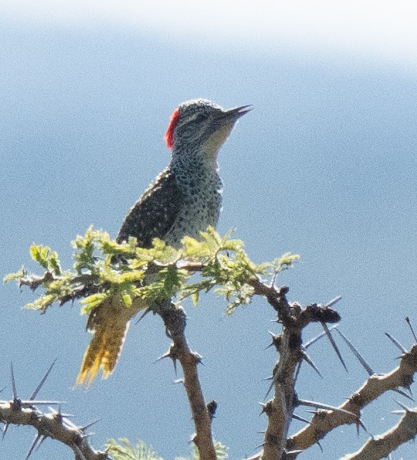 Nubian Woodpecker - ML637734631