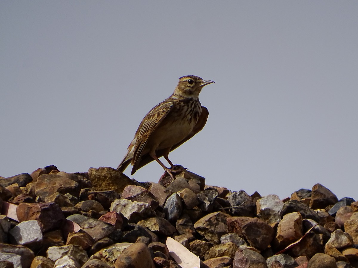 Crested Lark - ML637734632