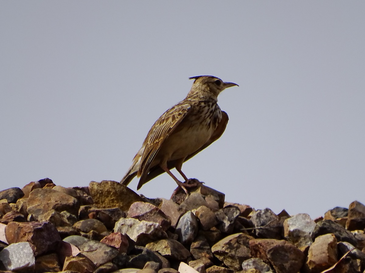 Crested Lark - ML637734634