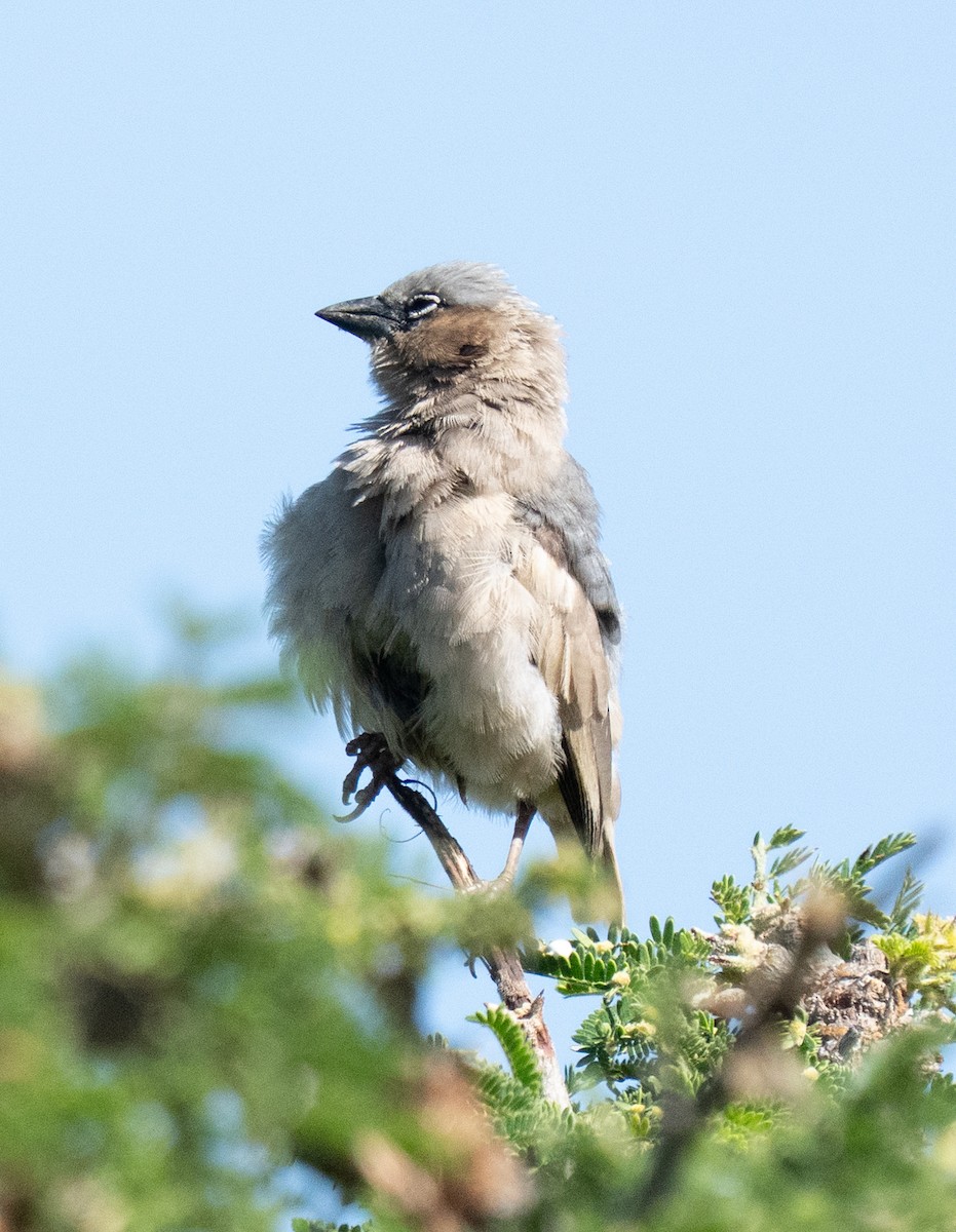 Gray-capped Social-Weaver - ML637734686
