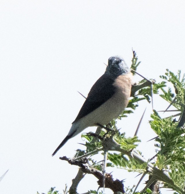 Gray-headed Silverbill - ML637734712