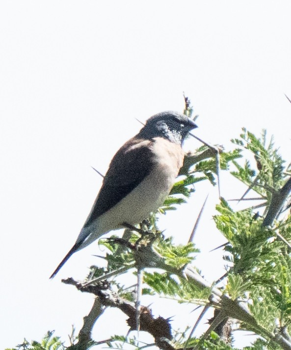 Gray-headed Silverbill - ML637734713