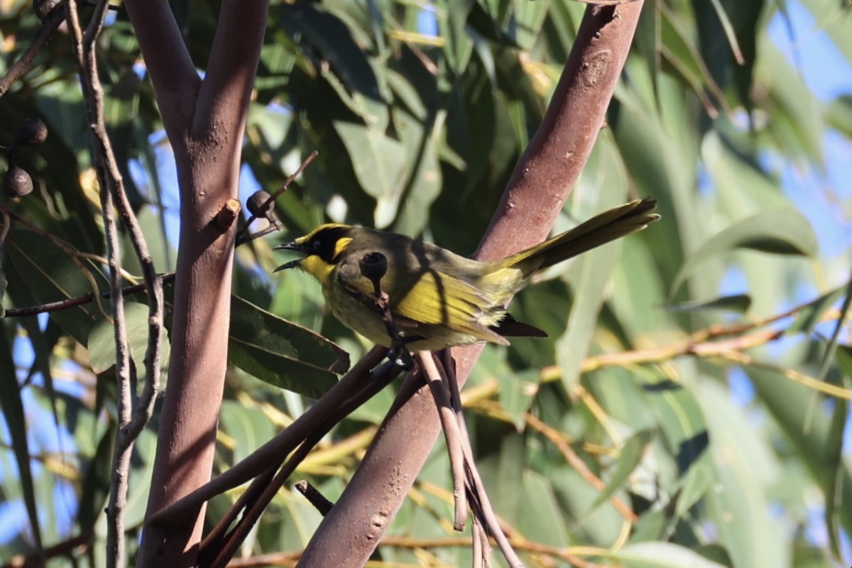 Yellow-tufted Honeyeater - ML637734761