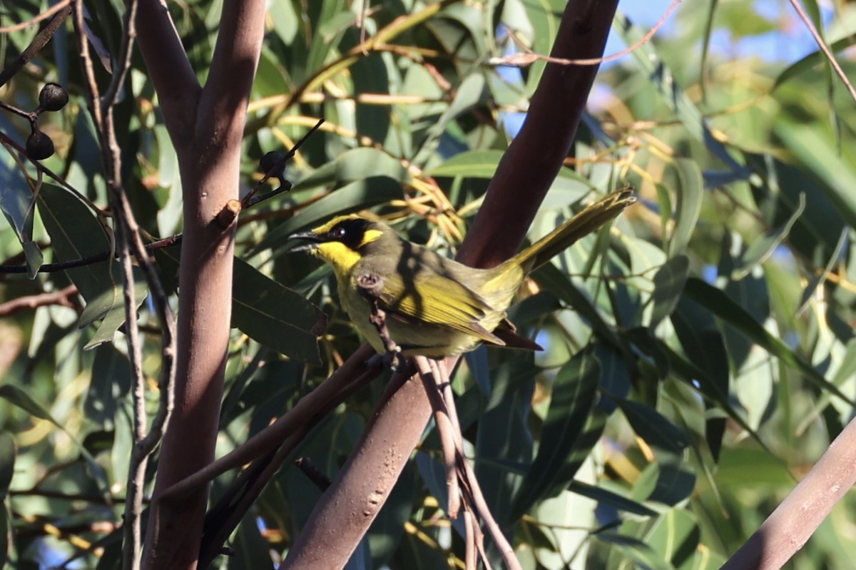 Yellow-tufted Honeyeater - ML637734762