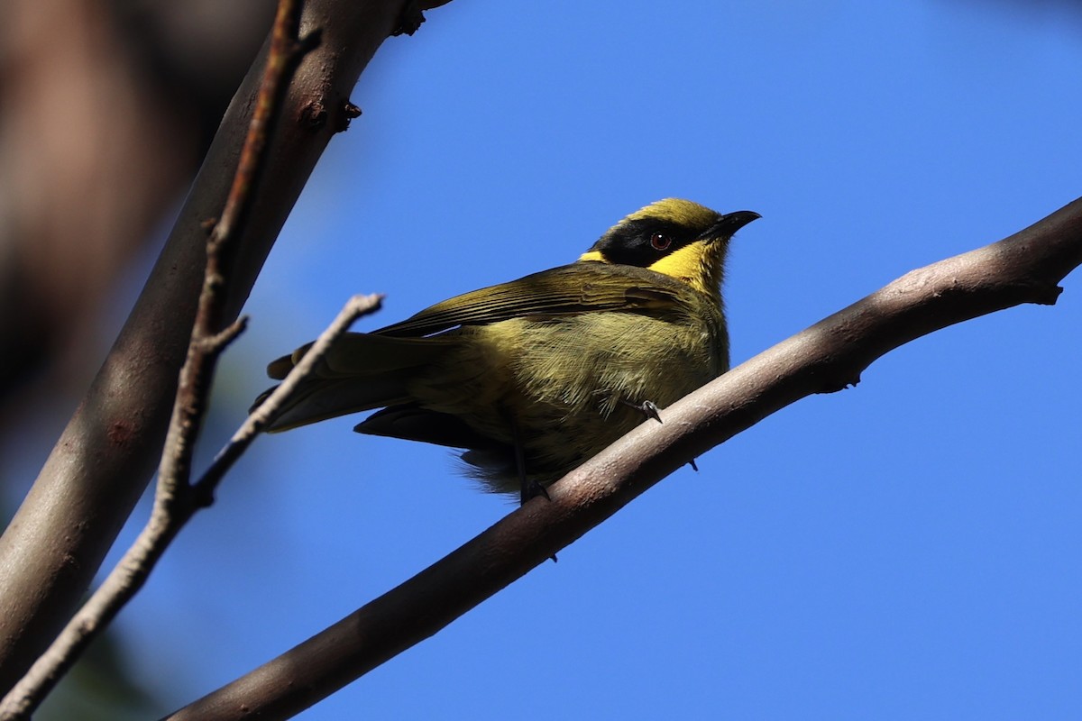 Yellow-tufted Honeyeater - ML637734763