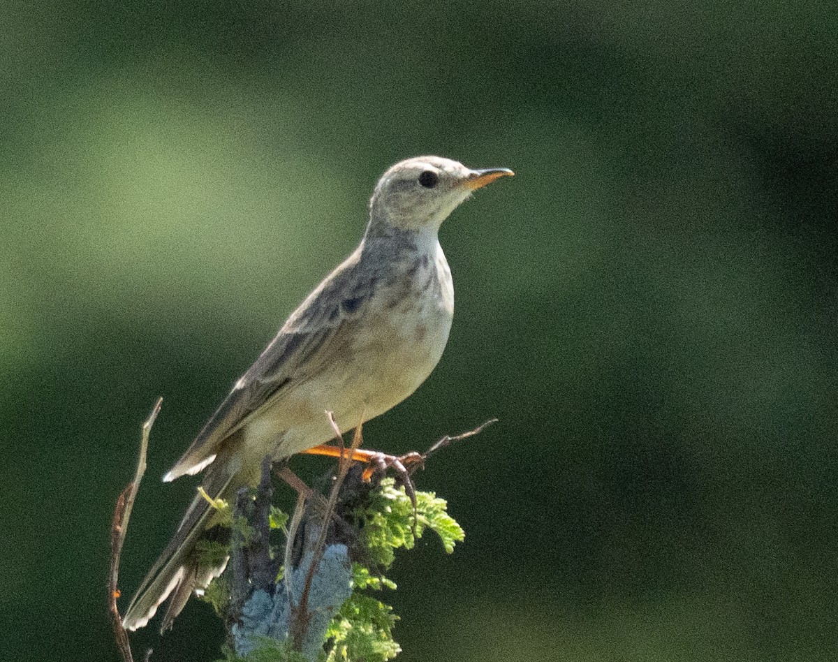 Plain-backed Pipit - ML637734766
