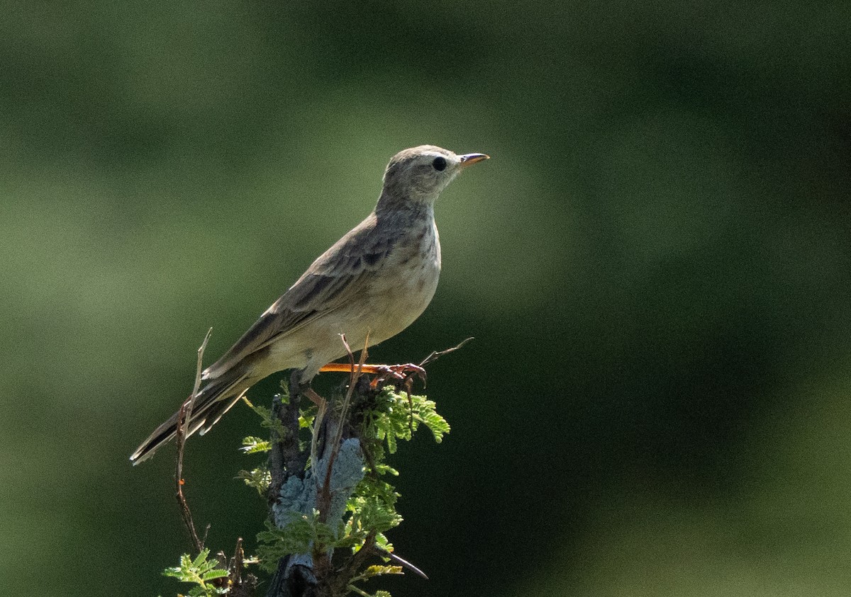 Plain-backed Pipit - ML637734767