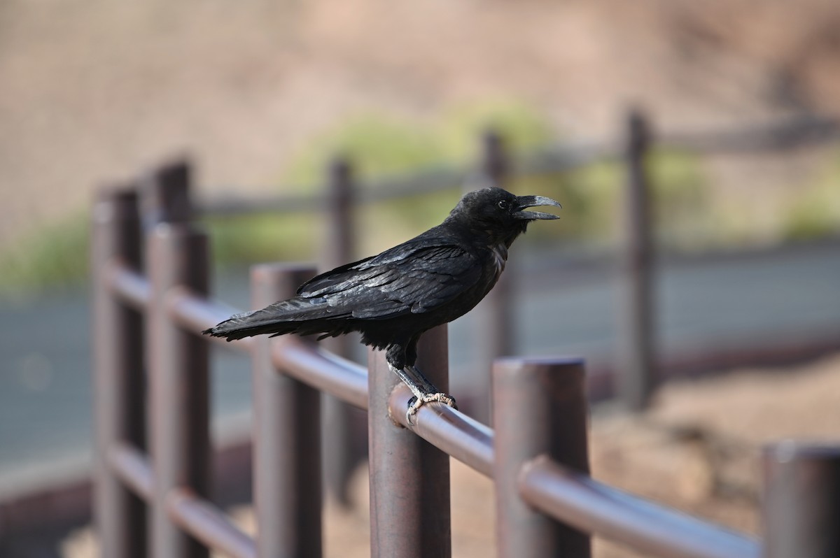 Grand Corbeau - ML637734777