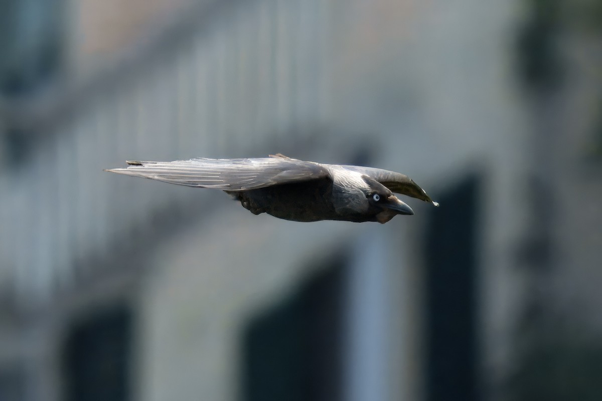 Eurasian Jackdaw - ML637734795