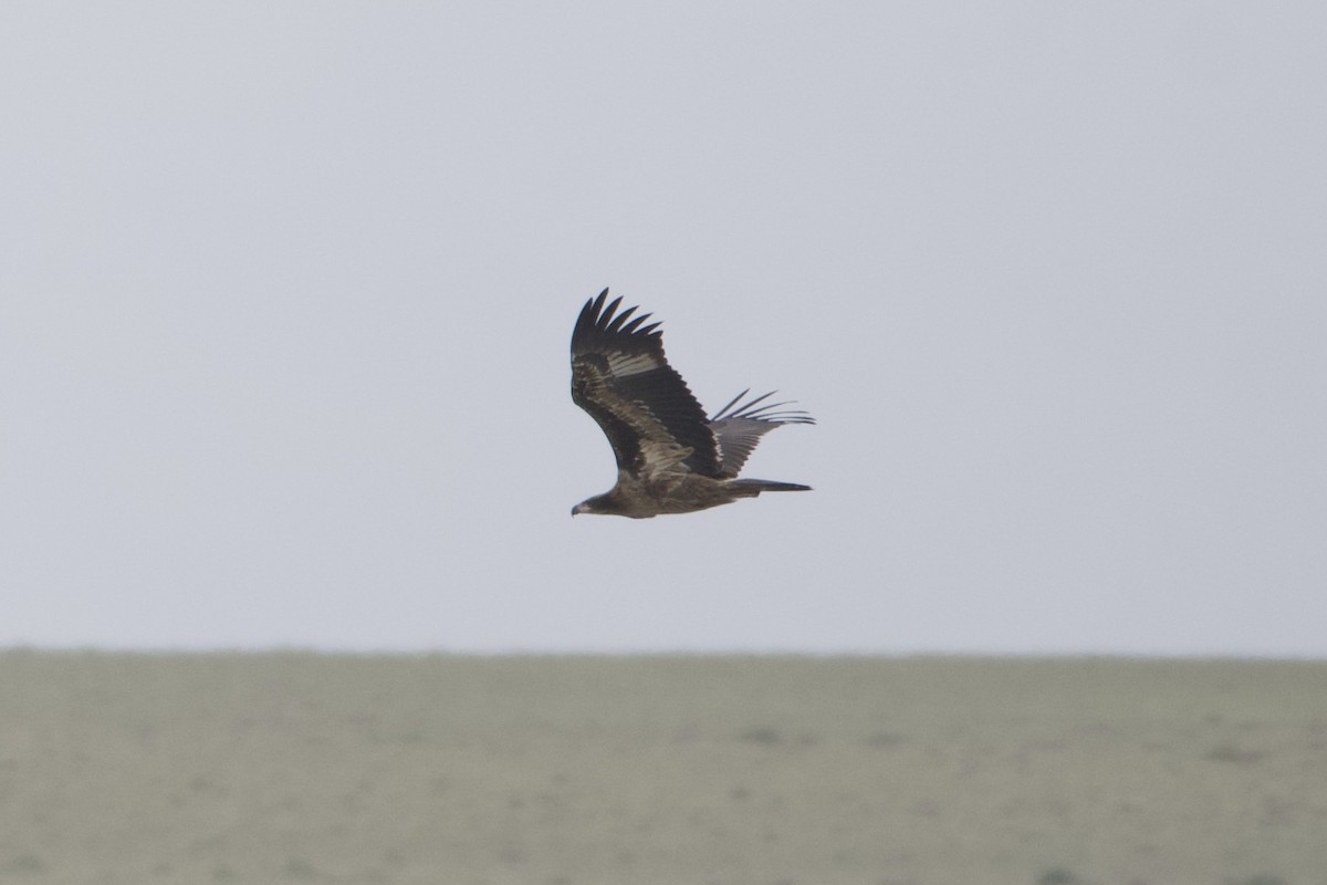 Pallas's Fish-Eagle - ML637734796