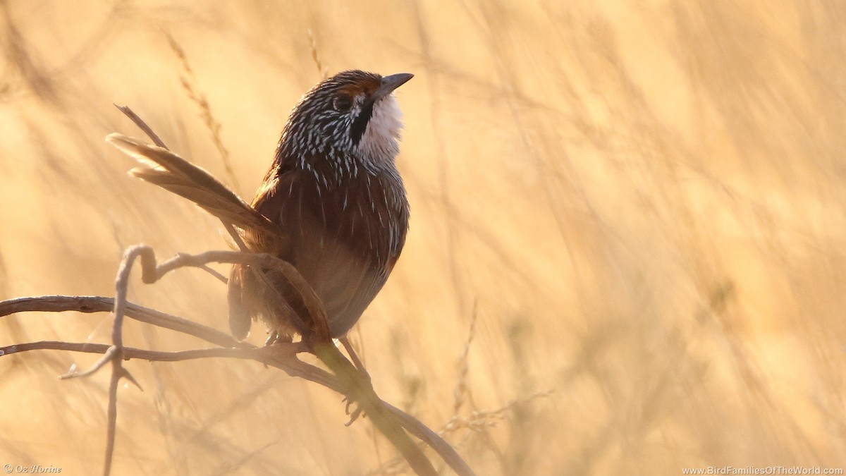 Pilbara Grasswren - ML637734842