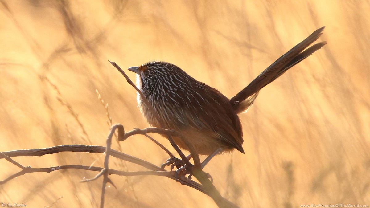 Pilbara Grasswren - ML637734843