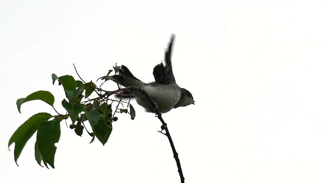 Tree Swallow - ML637734893