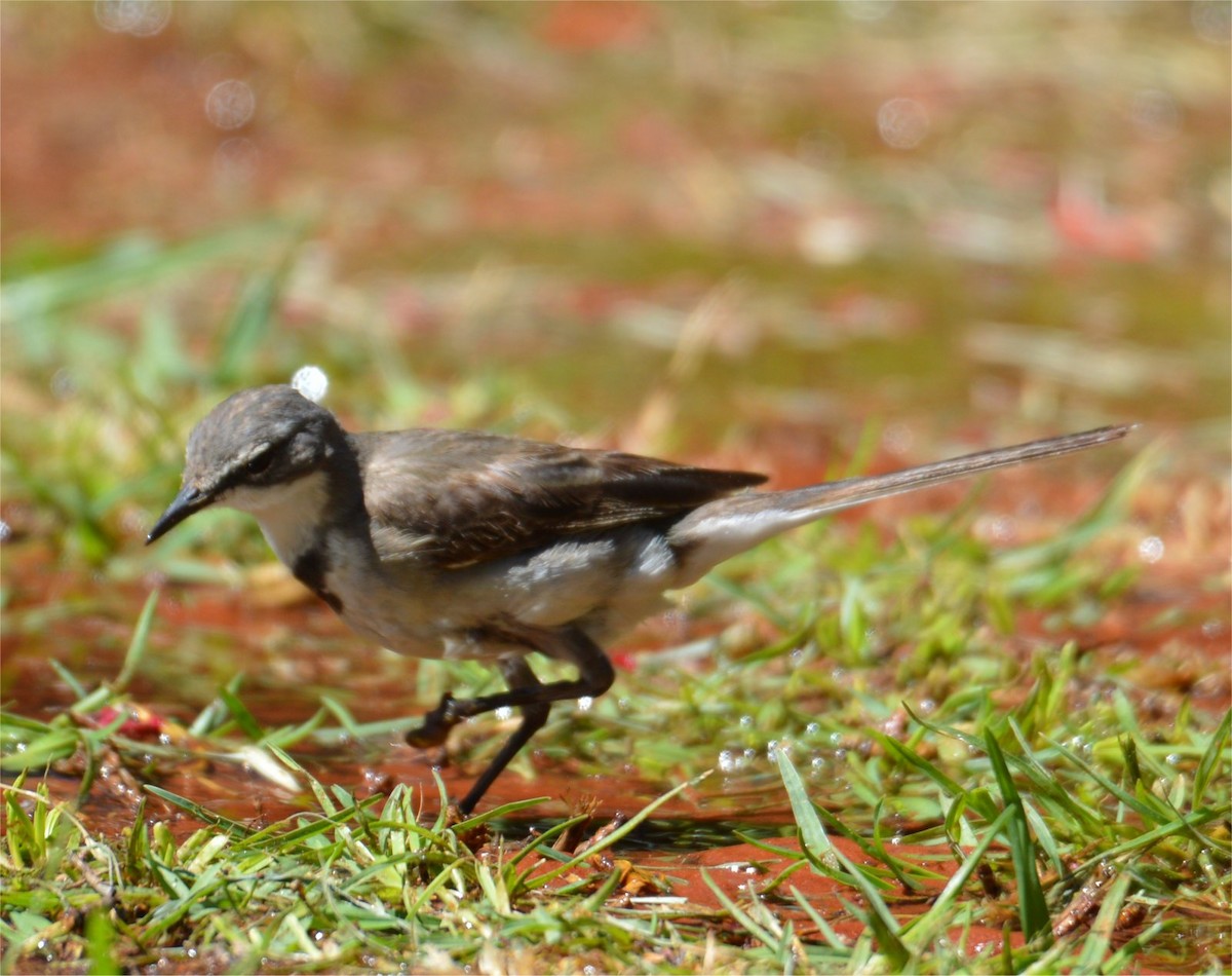 Cape Wagtail - ML637734923
