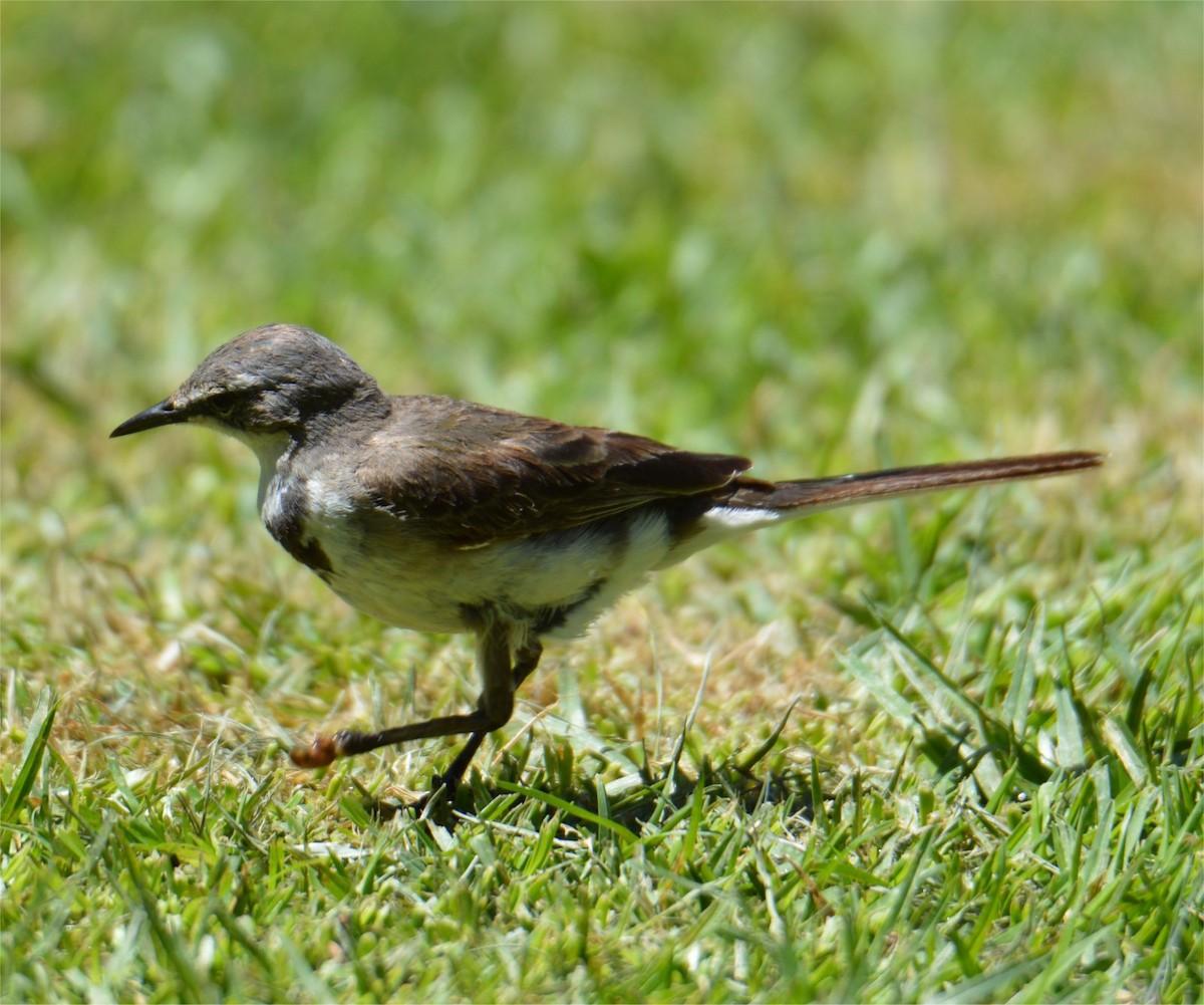Cape Wagtail - ML637734935