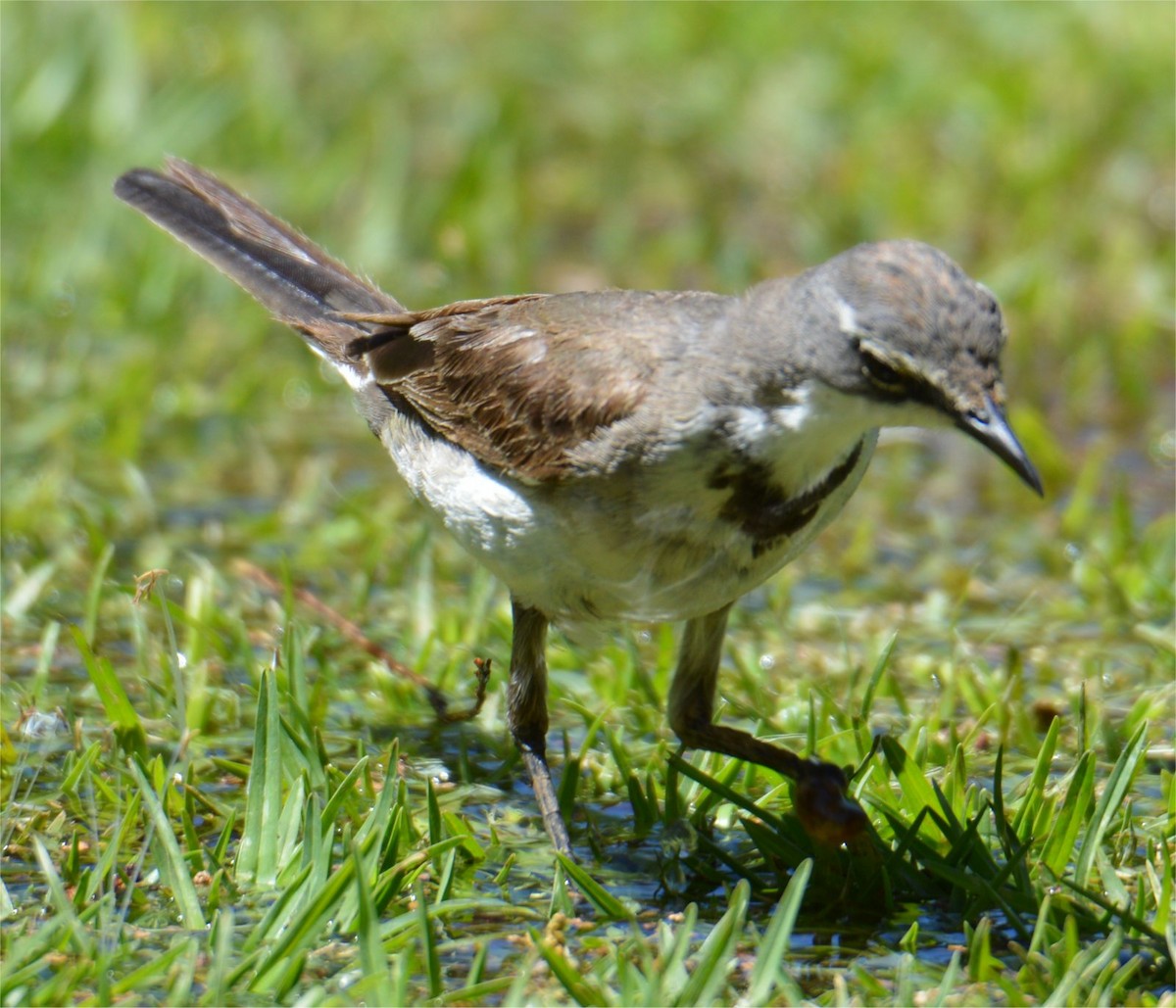 Cape Wagtail - ML637734940